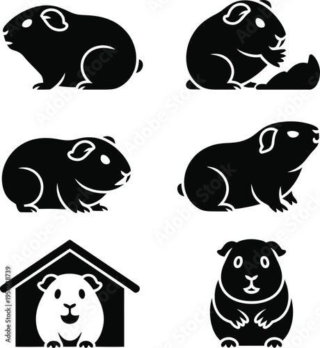 Black and white guinea pig on white background