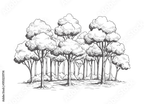 Black and white of a dense forest with deciduous trees nature