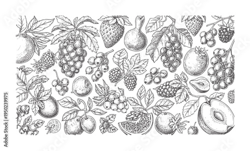 Hand drawn of various fruits and berries white berry grape strawberry raspberry