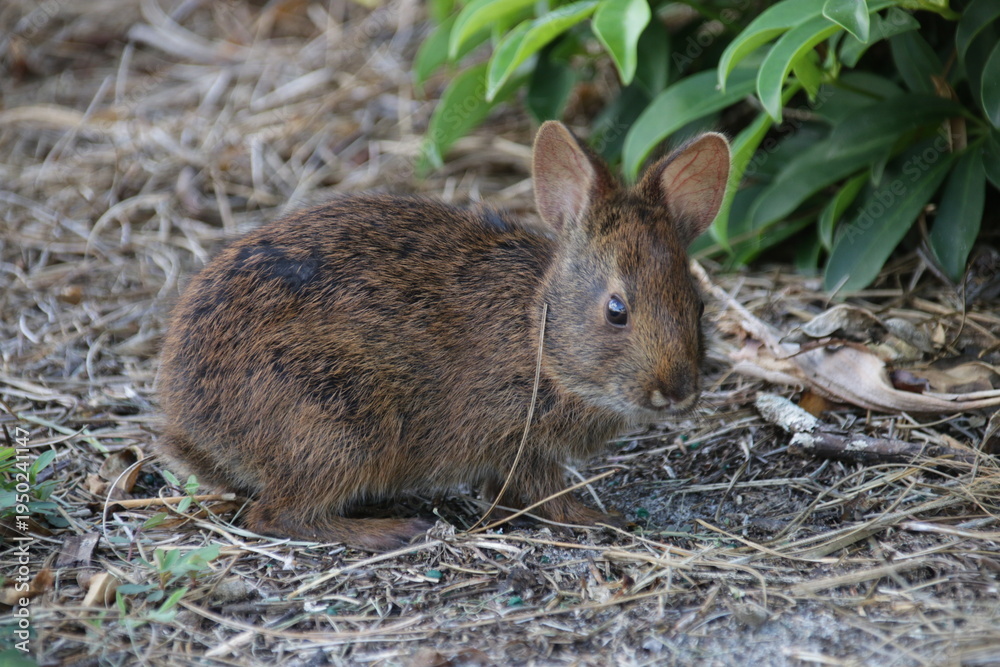 Fototapeta premium Marschkaninchen
