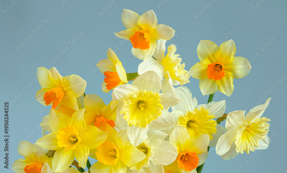 Obraz premium Vibrant bouquet of yellow daffodils with bright orange centers on blue background, detailed petals and stems, fresh spring bouquet style, copy space