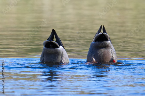Stockenten Erpel im Frühjahr in der Spree bei der Futtersuche