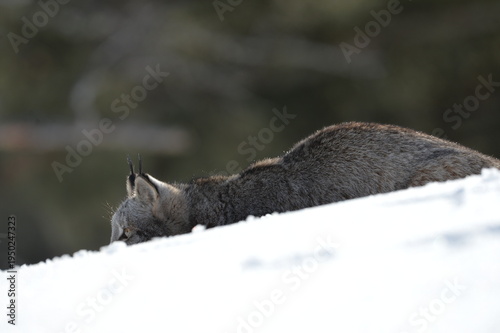 Lynx hiding in the snow