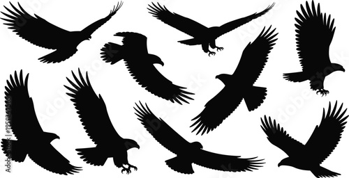 Black silhouettes of flying eagles and hawks in various wing positions isolated on white background, dynamic bird flight illustration