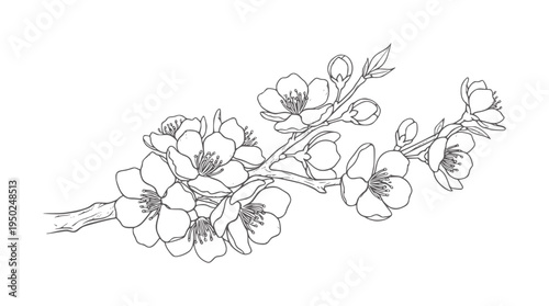 Delicate line of blooming cherry blossom branch with buds flower