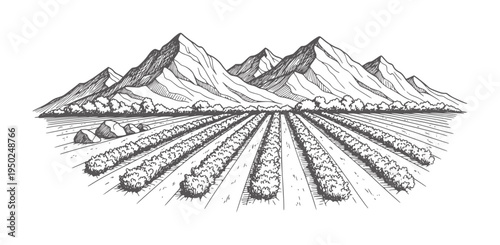 Hand drawn vineyard rows with mountains and trees in landscape