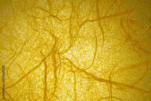 Photography Backlit handmade washi paper with flowing organic fiber strands