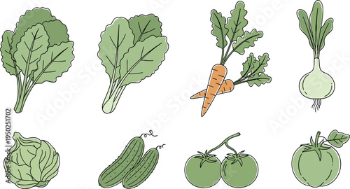 Fresh Green Organic Vegetables Including Lettuce, Carrot, Cucumber, and Tomatoes Illustration