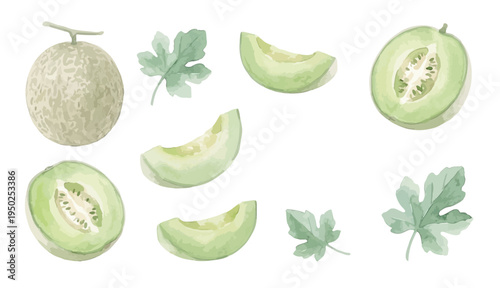 Watercolor-style fresh honeydew melon illustration, musk melon with netted skin and slice／青肉メロン
