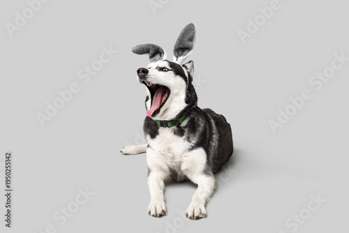Adorable Husky dog with bun...