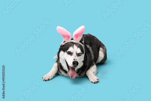 Adorable Husky dog with bun...