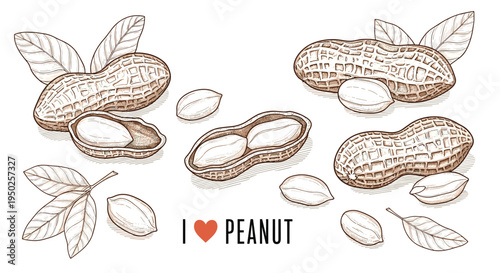Classic vintage style illustrations of peanuts including whole pods, shelled kernels, and green leaves with the text I Love Peanut on white.