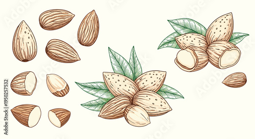 Elegant vintage style illustrations of almonds showing whole nuts in shells, shelled kernels, and green leaves on a soft cream background.