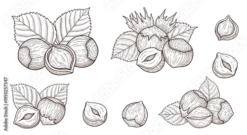 Detailed vintage style illustrations of hazelnuts featuring whole nuts with husks, shelled kernels, and green leaves on white background.