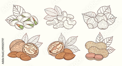 Assorted collection of various nuts including pistachios, cashews, hazelnuts, walnuts, almonds, and peanuts in a classic hand-drawn style.