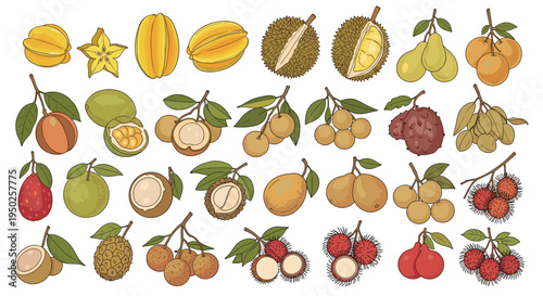 Colorful collection of exotic tropical fruits including starfruit, durian, mangosteen, rambutan, longan, and coconut on white background.