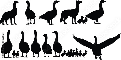 Duck and goose silhouettes collection, farm birds set, waterfowl animals illustration, poultry wildlife poses, flying duck wings spread