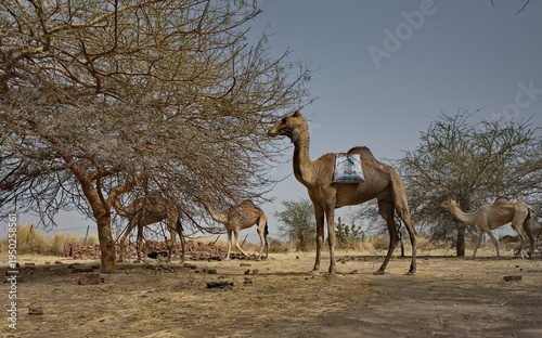 Central Africa. N'Djamena, Chad, A small herd of one-humped camels graze in a semi-desert area with a growing acacia tree, eating small leaves of trees despite the huge thorns.