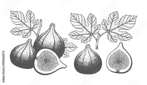 Ink of ripe figs and leaves white fruit leaf food