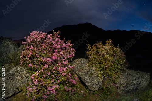 Russia. The South of Western Siberia, the Altai Mountains. Flowering bushes of Ledebur rhododendron among mossy stones in the valley of the Katun River on a moonlit night.