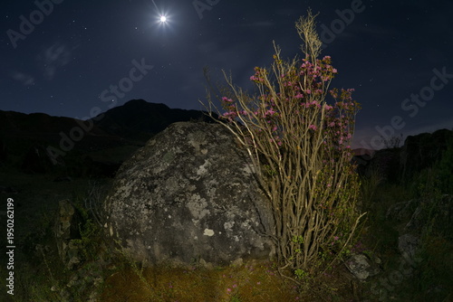 Russia. The South of Western Siberia, the Altai Mountains. Flowering bushes of Ledebur rhododendron among mossy stones in the valley of the Katun River on a moonlit night.