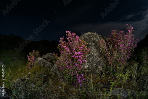 Russia. The South of Western Siberia, the Altai Mountains. Flowering bushes of Ledebur rhododendron among mossy stones in the valley of the Katun River on a moonlit night.