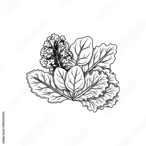 Assortment of fresh green leafy vegetables hand-drawn illustration