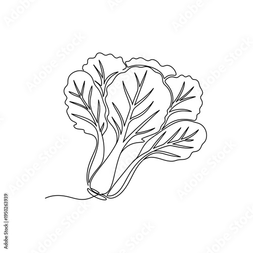 Lettuce leaves line art continuous drawing fresh green salad ingredient isolated white