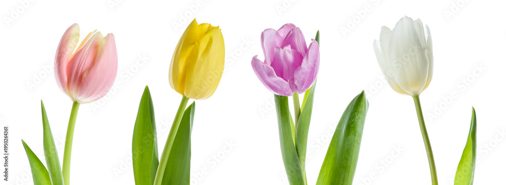 Obraz premium Collage of beautiful tulip flowers on white background