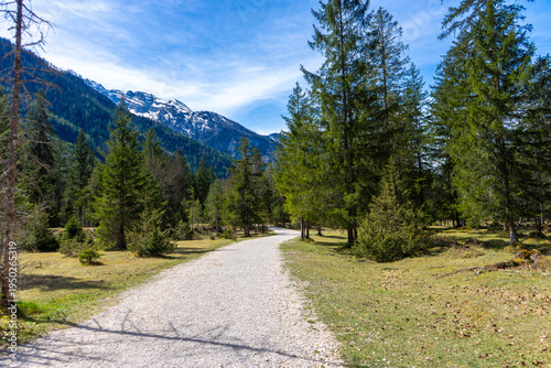 Wallpaper Mural Wanderweg zwischen hohen Nadelbäumen im Klausbachtal mit Blick auf das Bergpanorama der Berchtesgadener Alpen. Torontodigital.ca