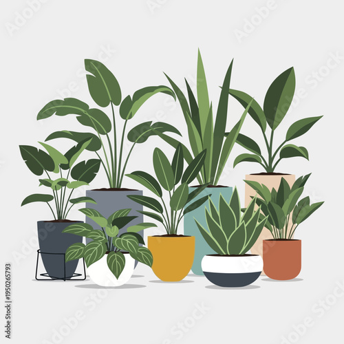 Collection of various potted houseplants in different pots, minimalist style