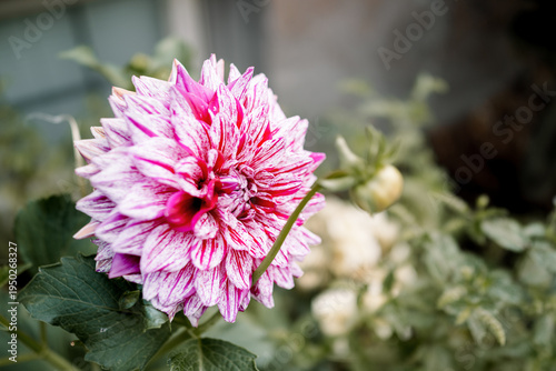 A macro close up of a beautiful pink dahlia flower blooming in a summer garden amidst lush nature flora and purple violet botany