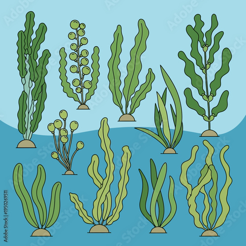 Diverse Seaweed Varieties Underwater Illustration