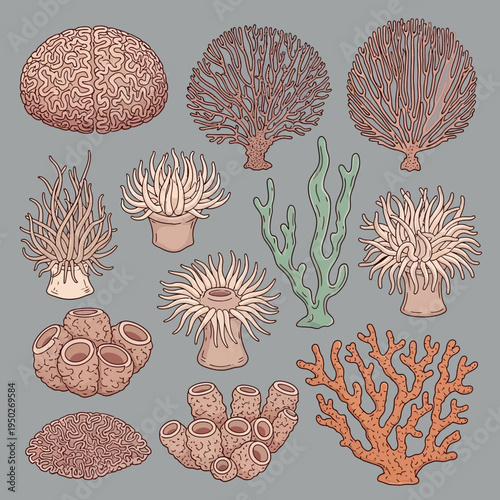 Diverse Coral Reef Life Collection: Brain, Branching, and Tube Corals, Anemones