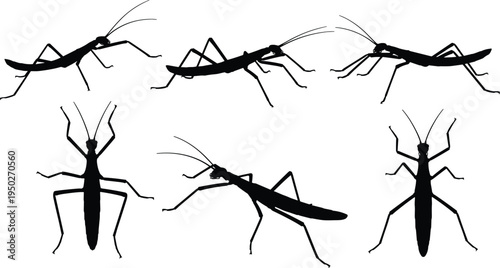 praying mantis silhouette set, insect predator poses collection, mantis bug isolated vector, entomology wildlife illustration, nature insect