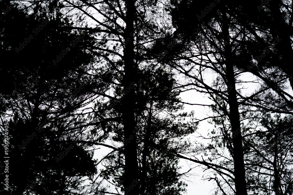 Obraz premium Forrest View 46