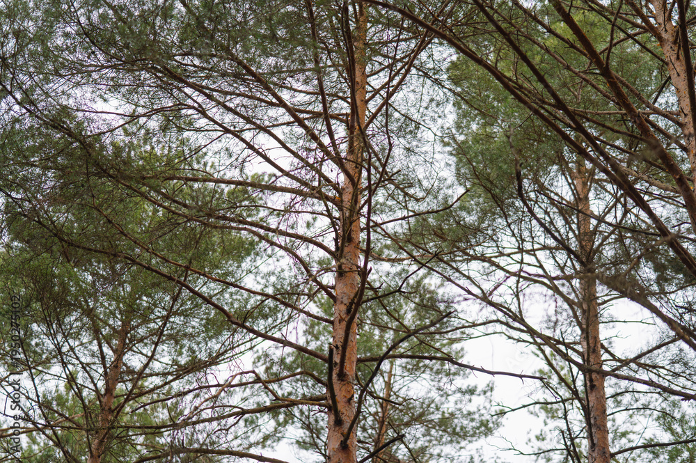 Fototapeta premium Forrest View 44