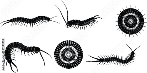 Black centipede and millipede silhouettes set, curled spiral arthropod shapes, crawling insect vector illustration, isolated on white background for design