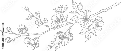 Detailed black and white line art drawing of a blossoming cherry branch featuring several open flowers and closed buds
