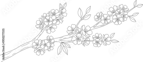 Simple black and white line art drawing depicts a delicate flowering branch ideal for coloring book pages