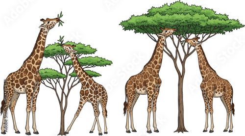 giraffe, giraffes, wildlife, animal, safari, savanna, africa, nature, tree, feeding, illustration, vector, wildlife scene, african animal, cartoon, isolated, pair, nature landscape, ecology, habitat