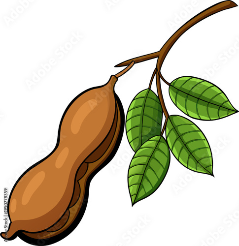 Tamarind Fruit Vector Isolated Exotic Tropical Food Illustration