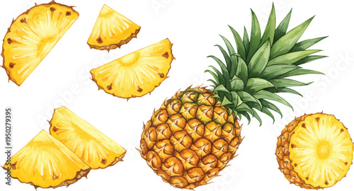 Vector Illustration Whole and Sliced Pineapple Illustration