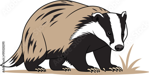 European Badger Wildlife Animal Illustration in Flat Vector Style Showing Forest Mammal with Natural Fur Colors for Nature, Ecology, and Wildlife Design Projects