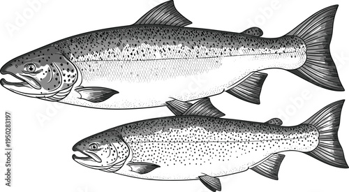 Salmon Fish Pair Detailed Vintage Engraving Style Vector Illustration Showing Freshwater and Ocean Seafood Species for Fishing, Wildlife, Marine Biology, and Food Design
