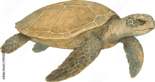 Watercolor vector realistic illustration of a flatback sea turtle