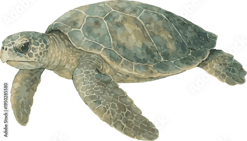 Watercolor vector realistic illustration of a Kemp's ridley sea turtle