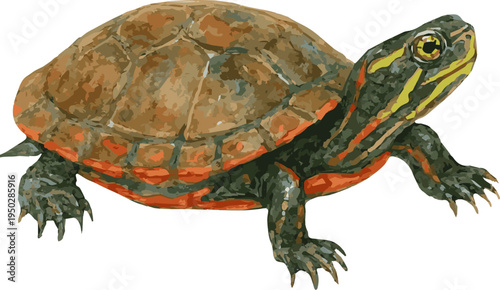 Watercolor vector realistic illustration of a painted turtle