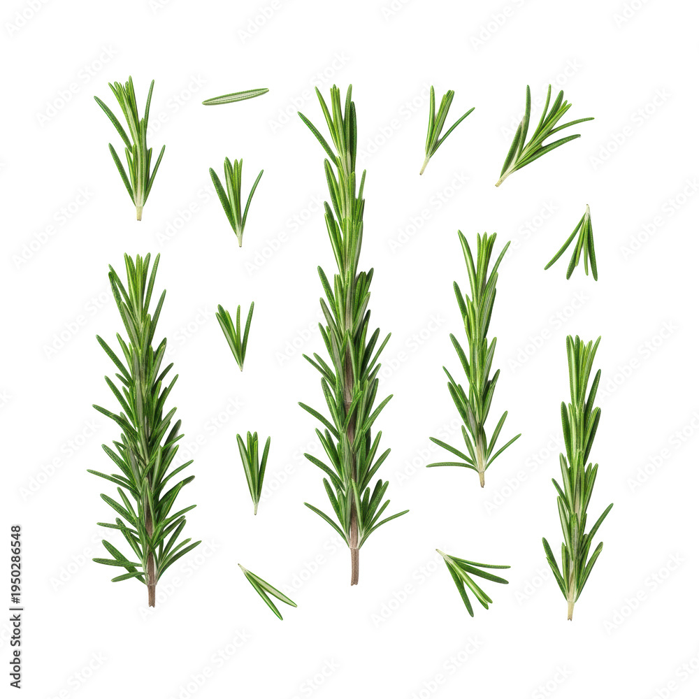 Fototapeta premium Fresh, vibrant green rosemary sprigs and scattered needle-like leaves, photorealistic flat lay, studio top-down on a transparent background with copy space, natural culinary inspiration