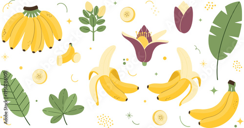 Tropical banana fruit botanical set with whole bunches peeled fruit banana flower blossoms and exotic green leaves flat vector illustration isolated on white background.
